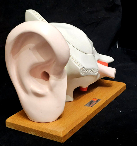 Vintage large ear model - vintage,